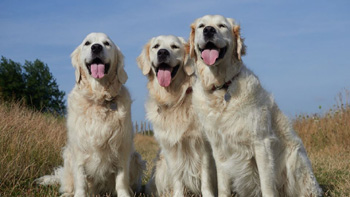 Bonnie, Freddie & Rosie