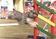 Topjax Animal Therapies, Tonbridge Kent