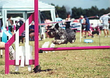 Agility classes