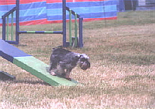 Agility training by Sue Julian