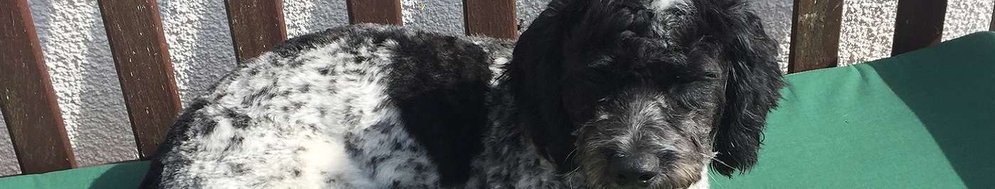 Cocker spaniel with bone
