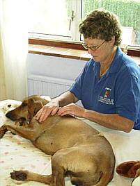 Sue Julian - ICAT trained animal massage therapist