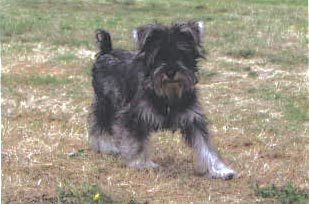 Contact Topjax Animal Therapies