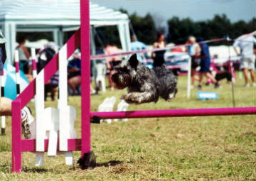 Agility Training