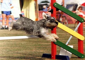 Agility Training
