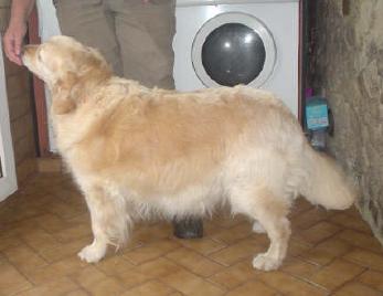 Topjax Animal Therapies, Tonbridge, Kent