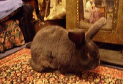 Remedial massage for small mammals, including rabbits!