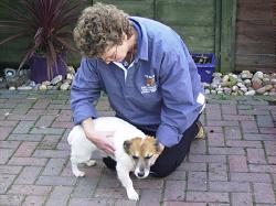 Canine massage, Tonbridge, Kent